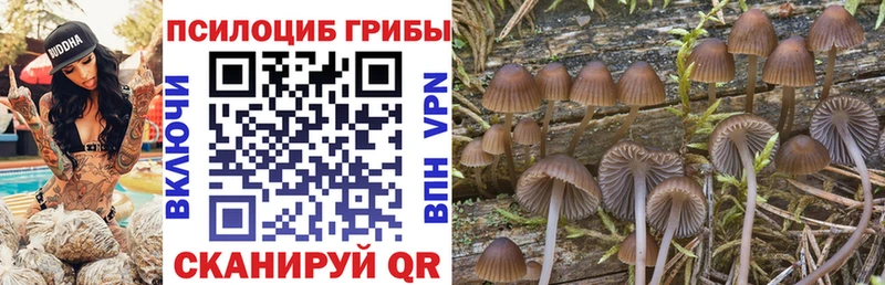 Псилоцибиновые грибы Cubensis  наркотики  Георгиевск 